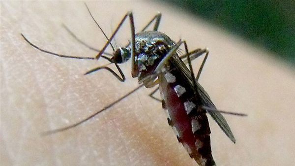 防控登革热，这些知识大家要知道！